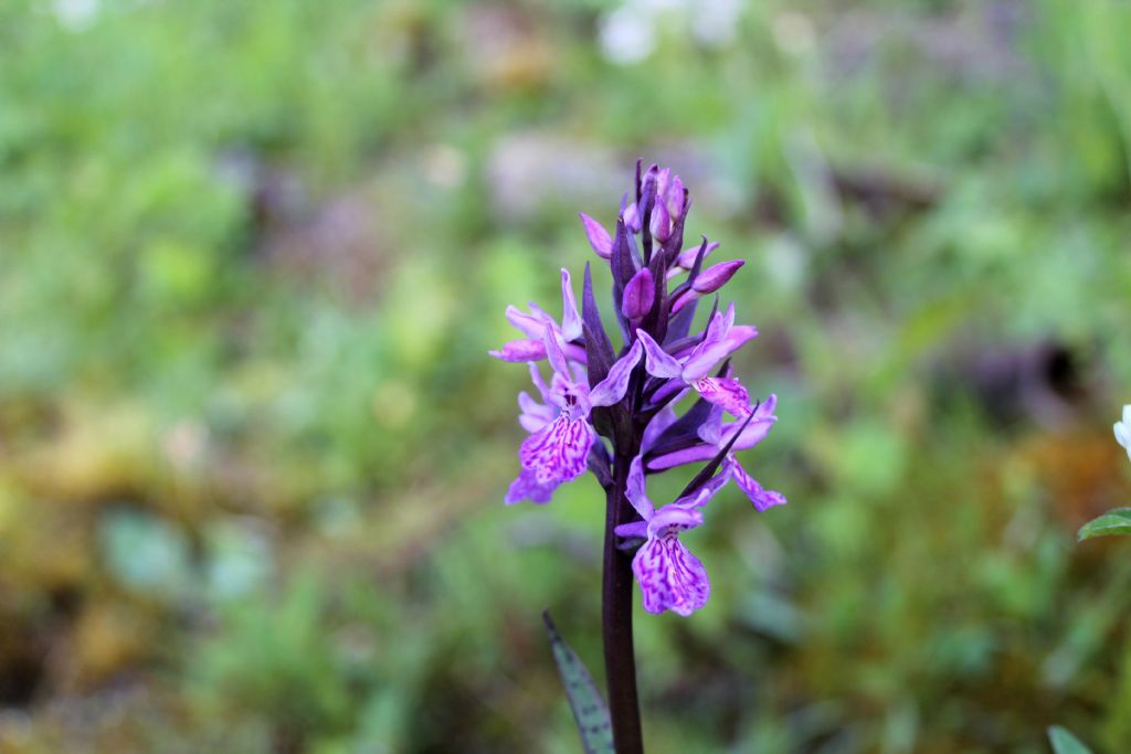 Dactylorhiza.....4